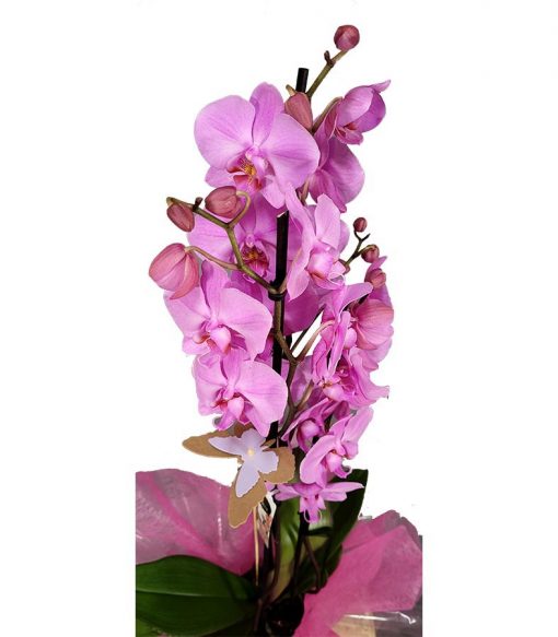 floristeria cerca tanatorio M30 Flores orquídeas