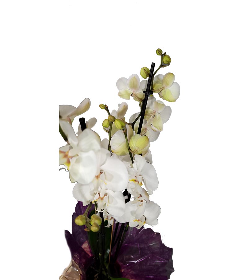 orquídea floristeria cerca tanatorio m30 flores