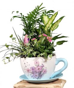 Plantas Variadas Naturales. Composición floral para regalar. Envío urgente a MADRID. Arreglo de plantas en taza de cerámica grande