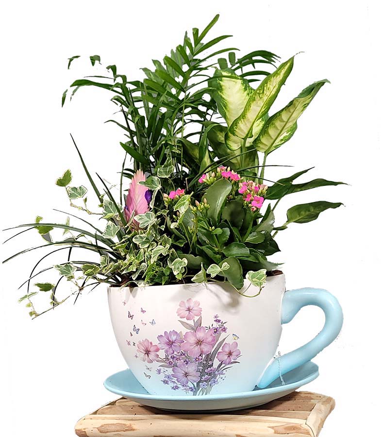 Plantas Variadas Naturales. Composición floral para regalar. Envío urgente a MADRID. Arreglo de plantas en taza de cerámica grande