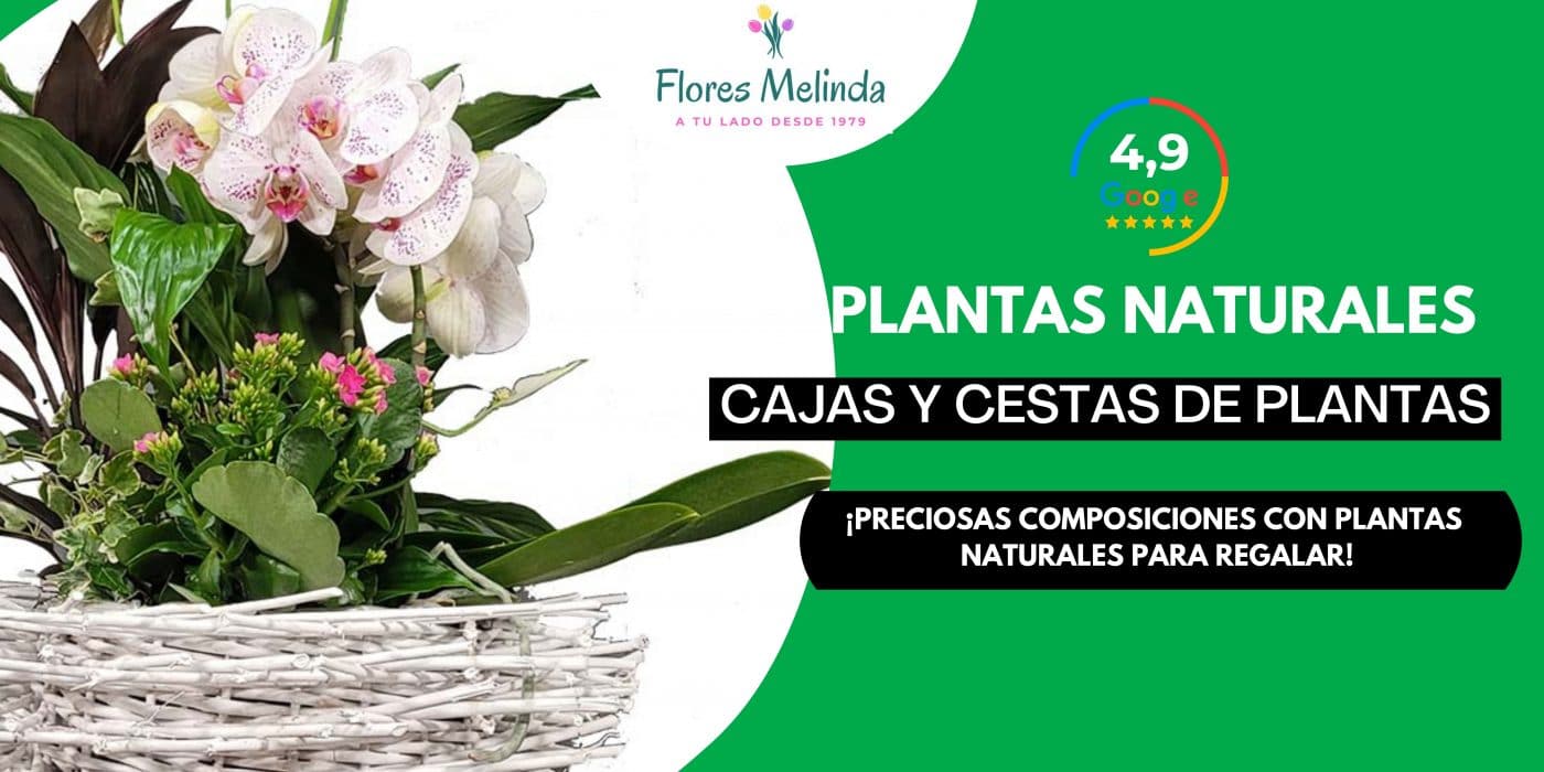 Enviar cestas plantas naturales, floristería M30