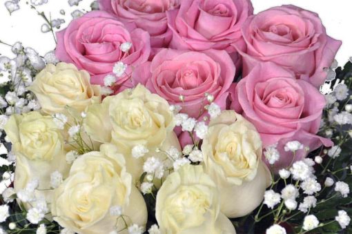 rosas rosas y blancas en caja para regalar hoy en Madrid
